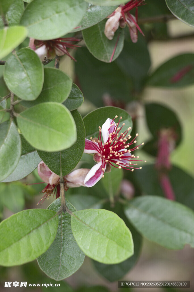 菲油果绿叶间的花朵