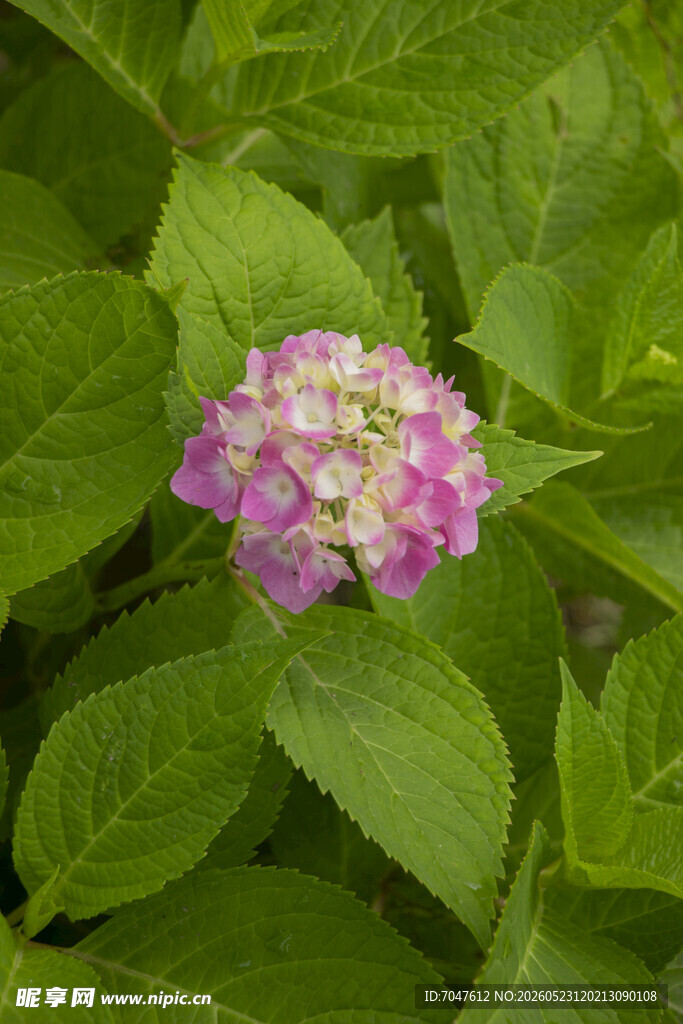 粉色八仙花绣球花绽放绿叶间