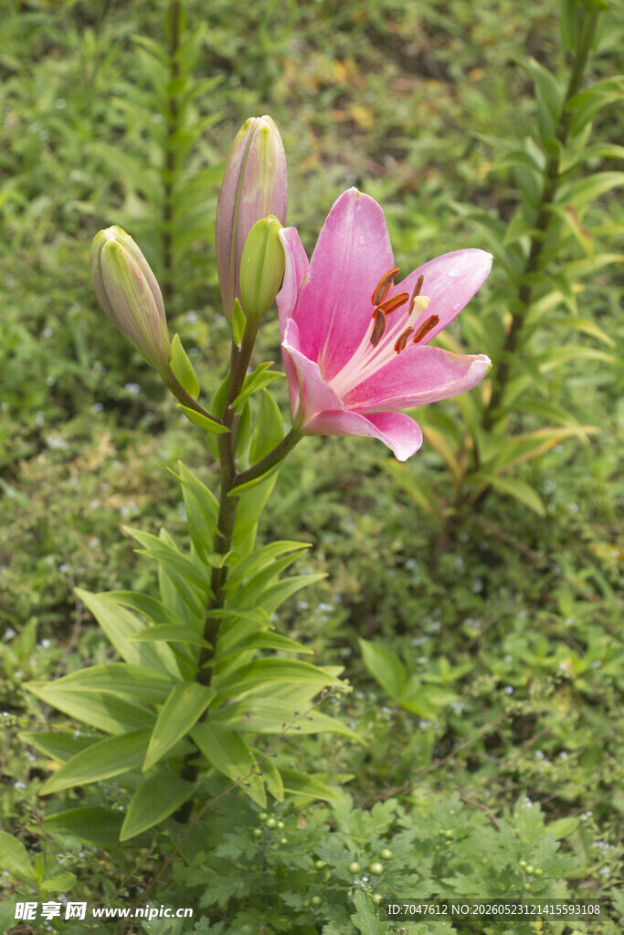 粉色绽放的美丽百合花