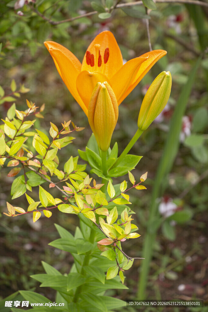 橙色百合花绽放于绿植间