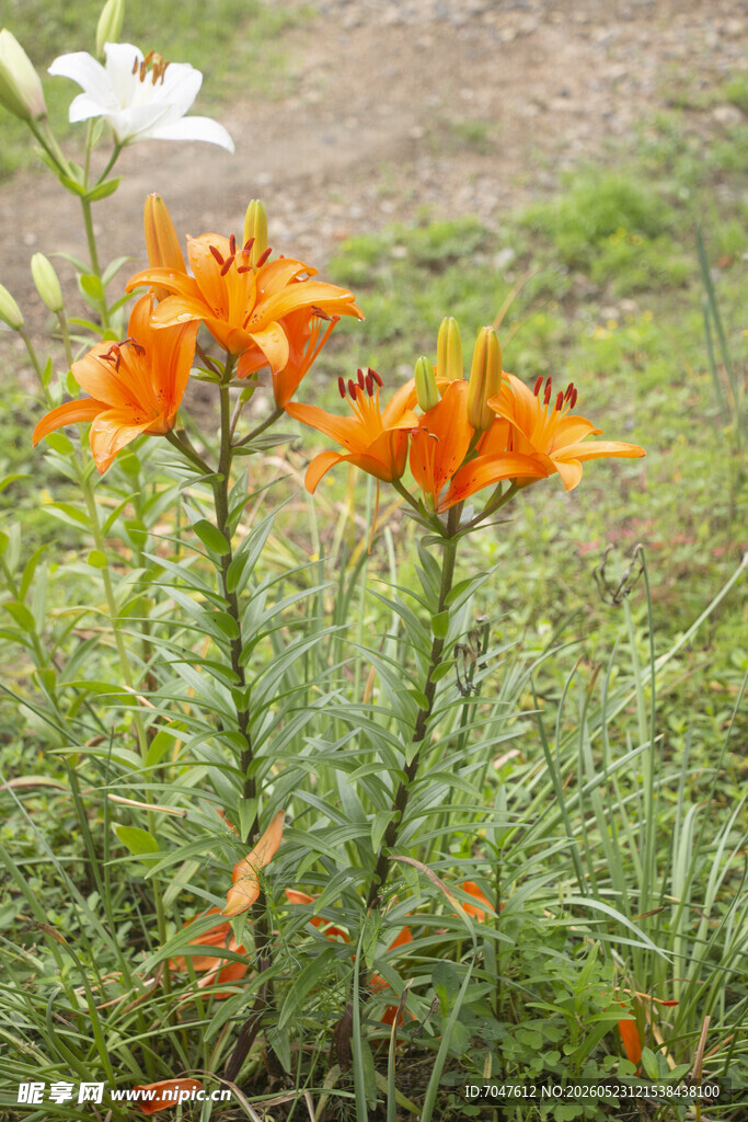野外绽放的橙色美丽百合花