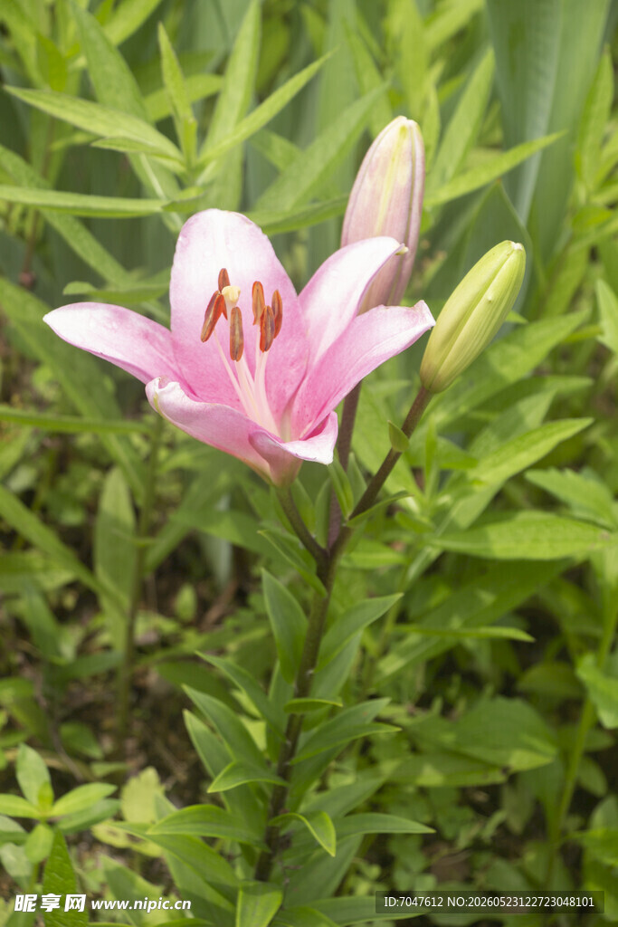 粉色百合花绽放于绿叶间