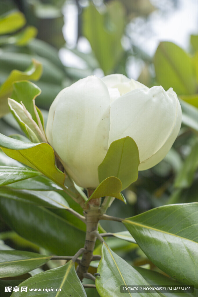 洁白广玉兰花绽放枝头