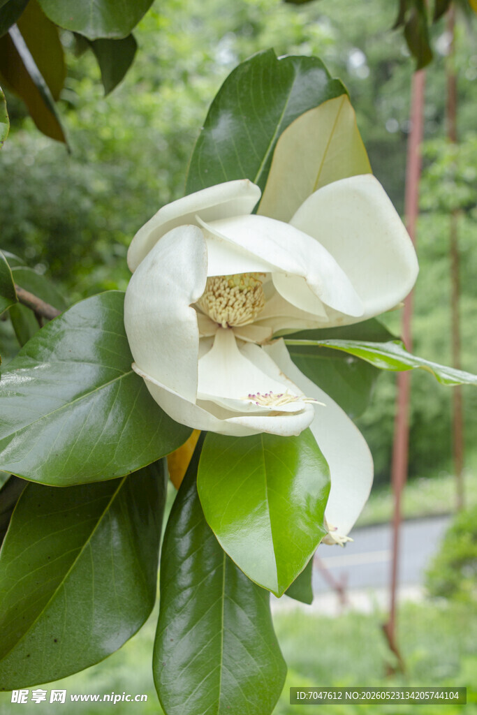 广玉兰