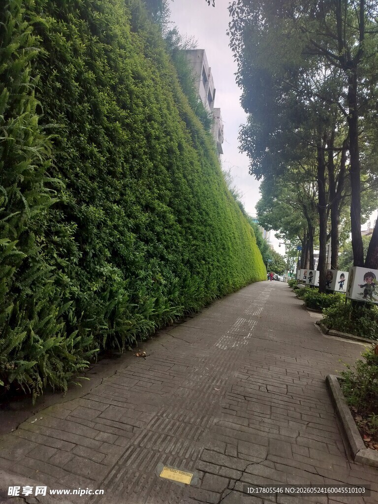 绿意盎然的林荫小道