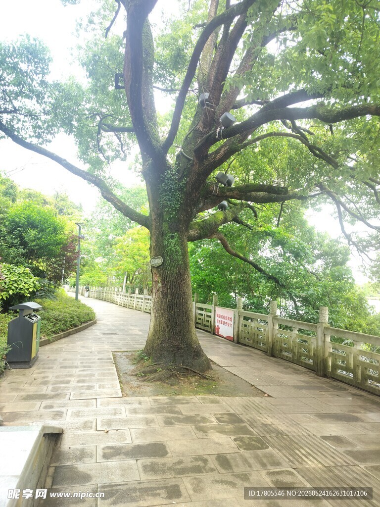 古树下的幽静石径
