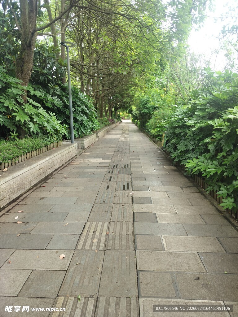 林间幽静石板步道