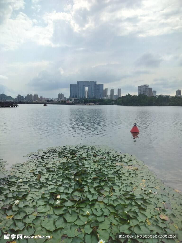 湖畔莲叶间的水中红衣人