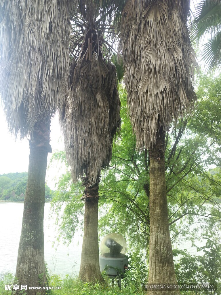 高大枯萎棕榈树与绿树