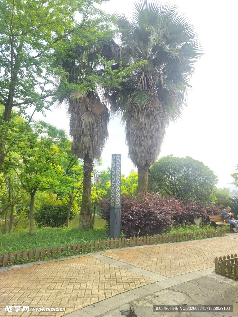 公园中的高大棕榈树景观