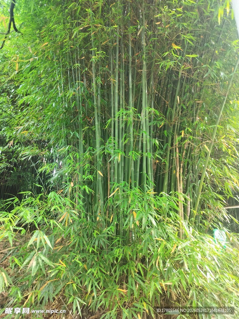 翠绿竹林中的自然景致