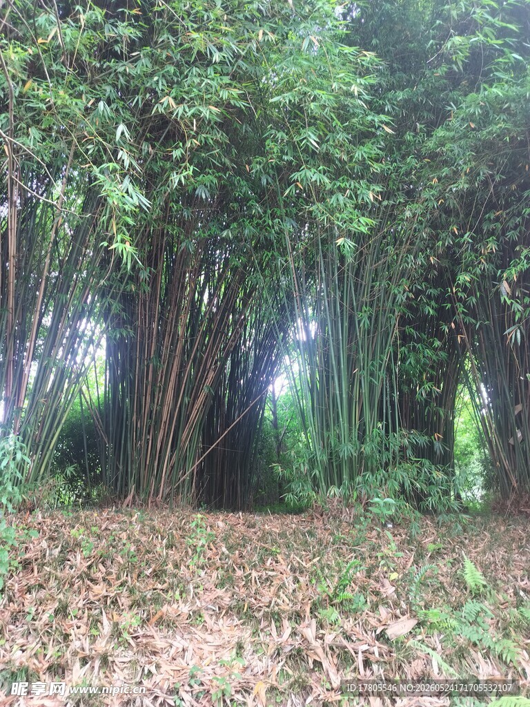 茂密竹林下的自然景象