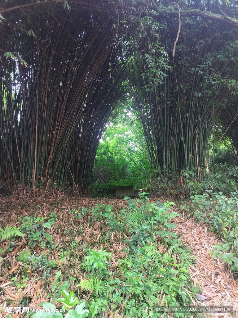 竹林小径  绿意盎然的自然景