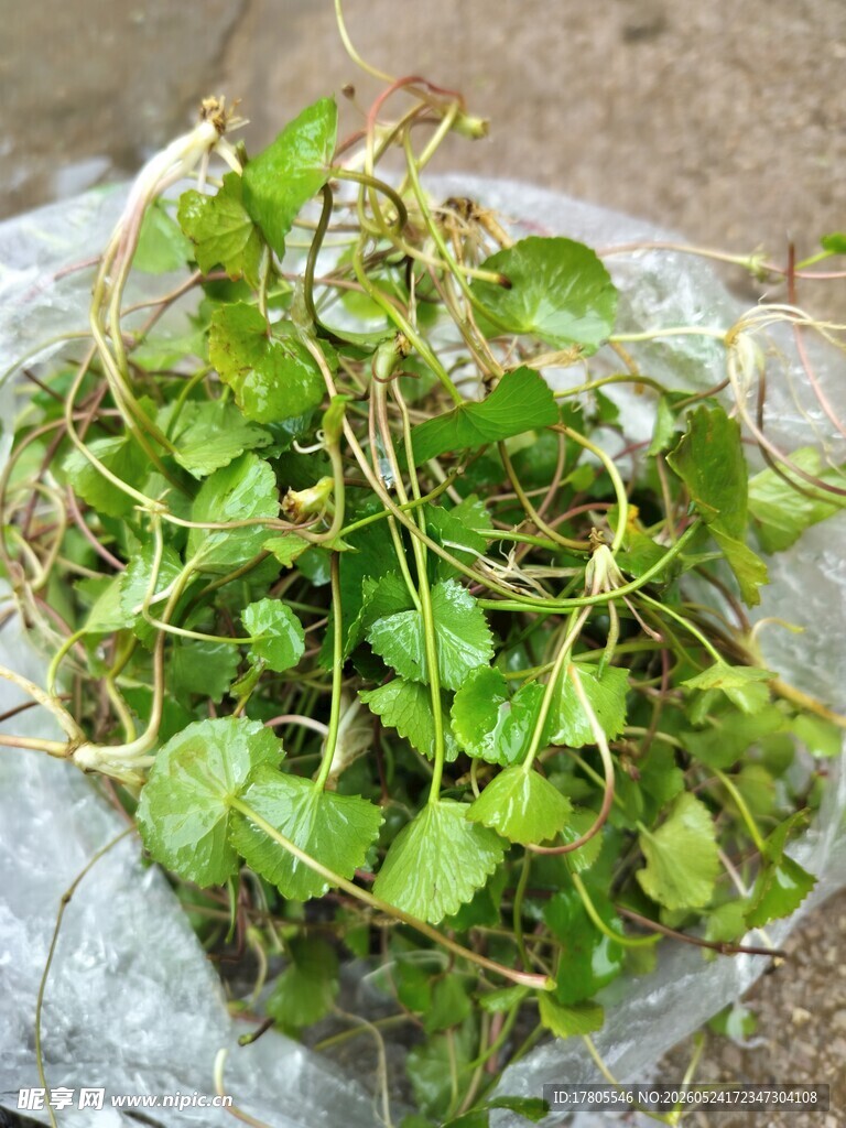 新鲜嫩绿常春藤植物