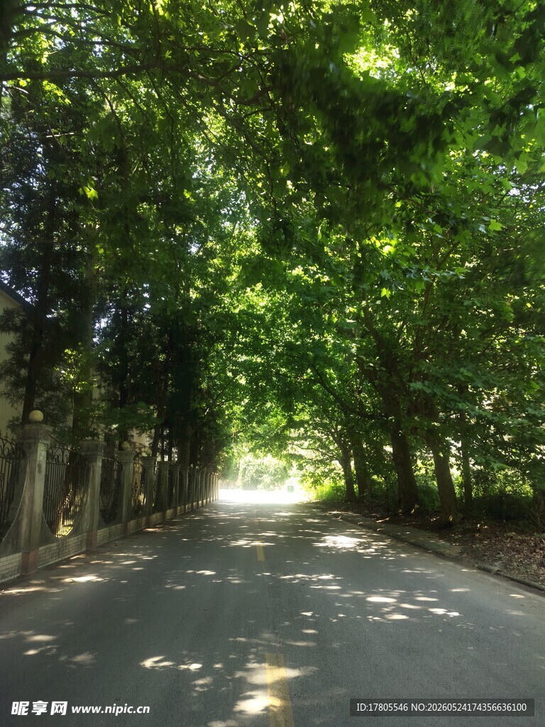 林间阳光洒落的静谧小道