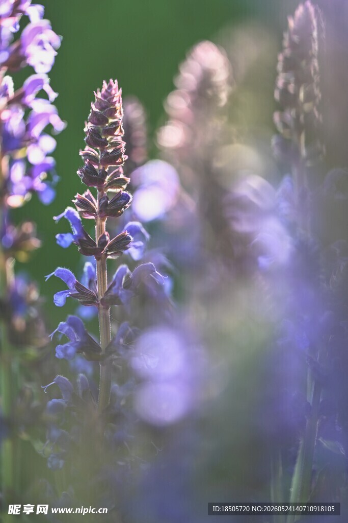 薰衣草