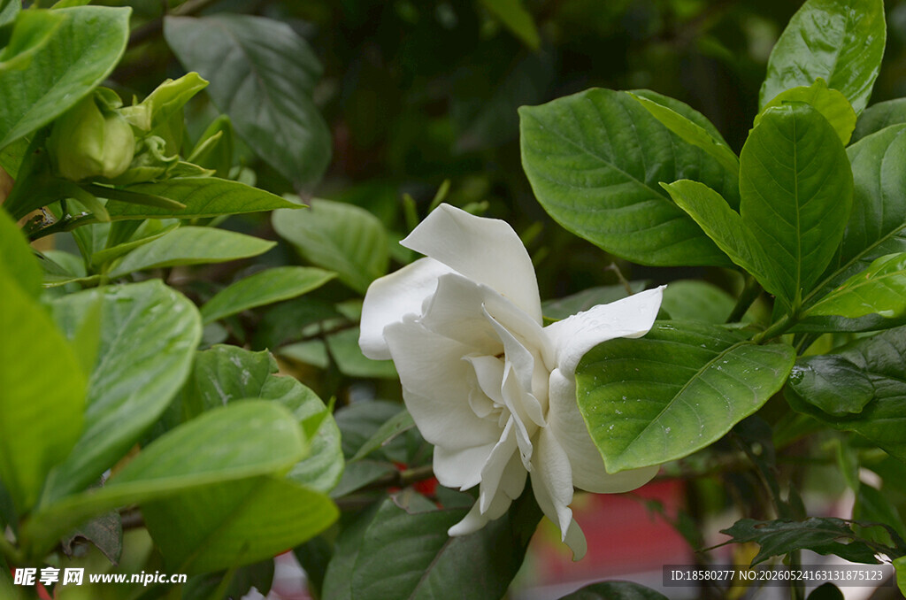 洁白栀子花绽放绿叶间