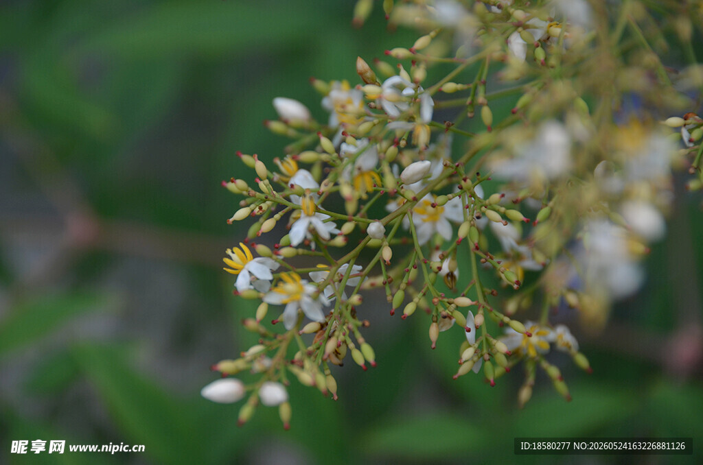 白色小花植物特写