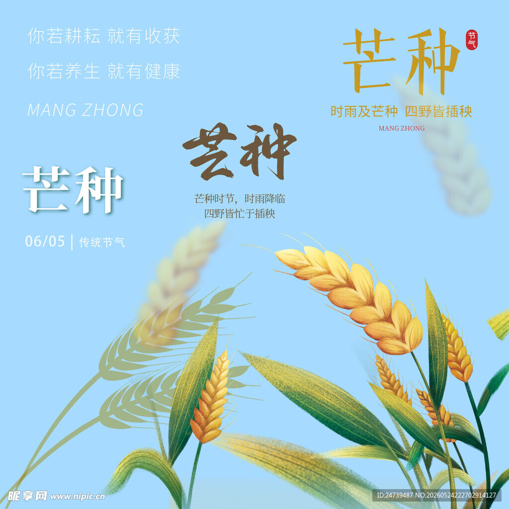 芒种素材