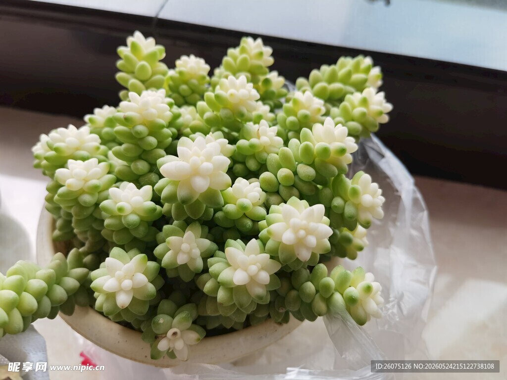 清新绿白小花束