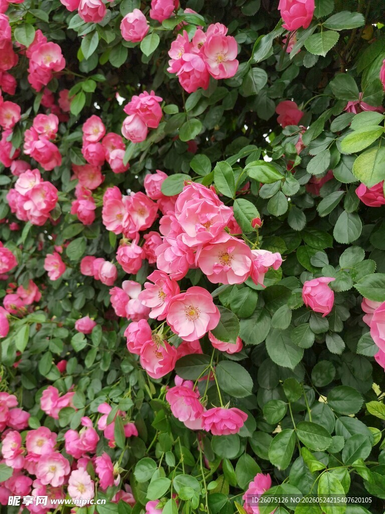 繁花似锦的粉色花卉