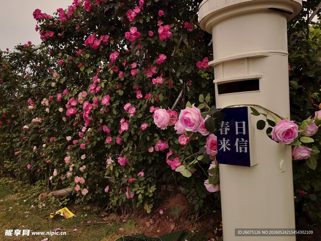 花丛旁的白色邮筒