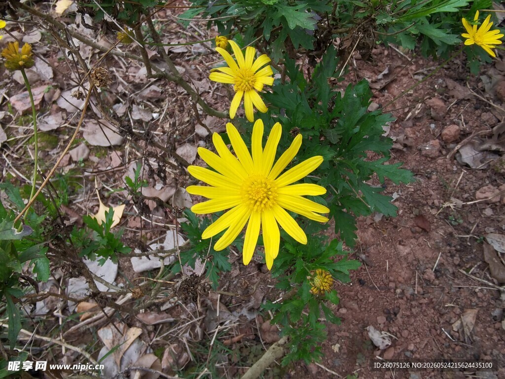 黄色小花生长于泥土间