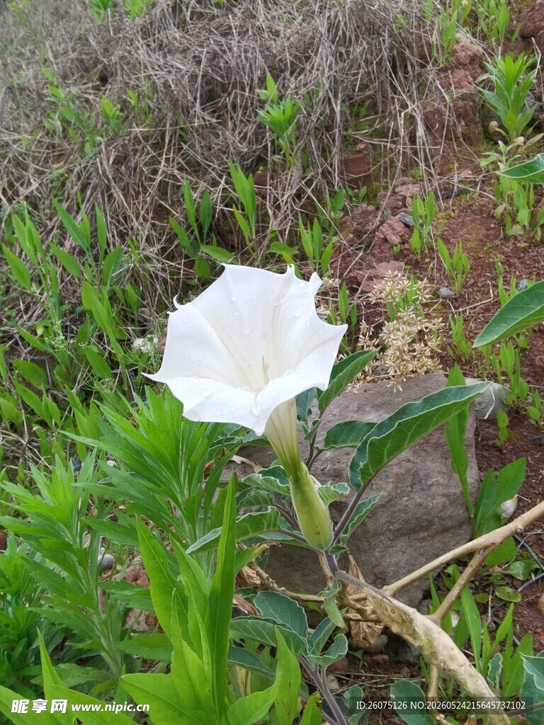 野外绽放的白色单朵曼陀罗花