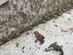 墙角处的小动物
