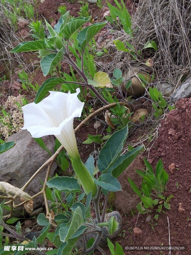 野外绽放的白色曼陀罗花