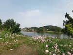 湖畔繁花盛开的自然美景