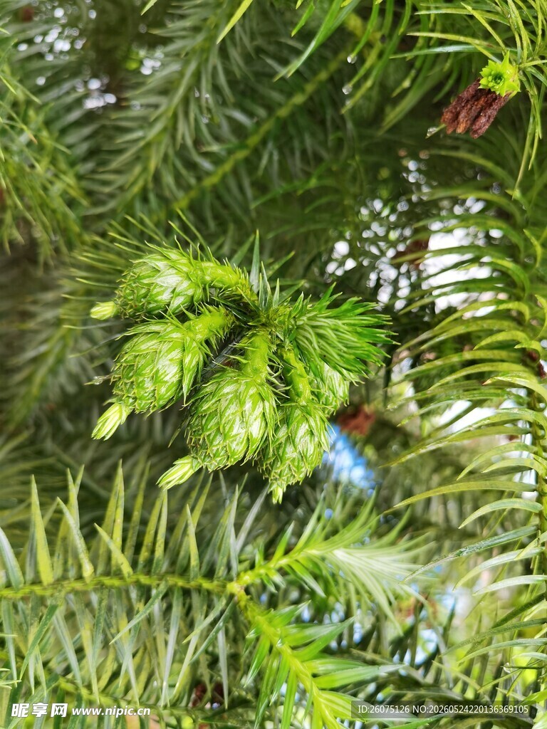 翠绿繁茂的热带蕨类植物
