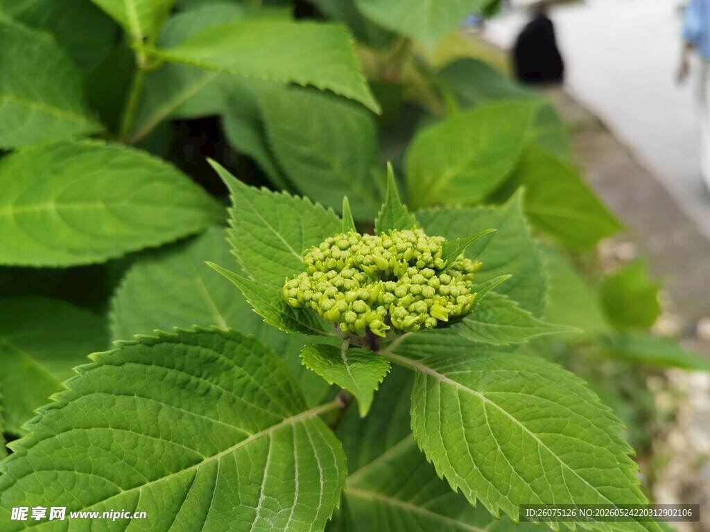 绿叶间的嫩绿小花