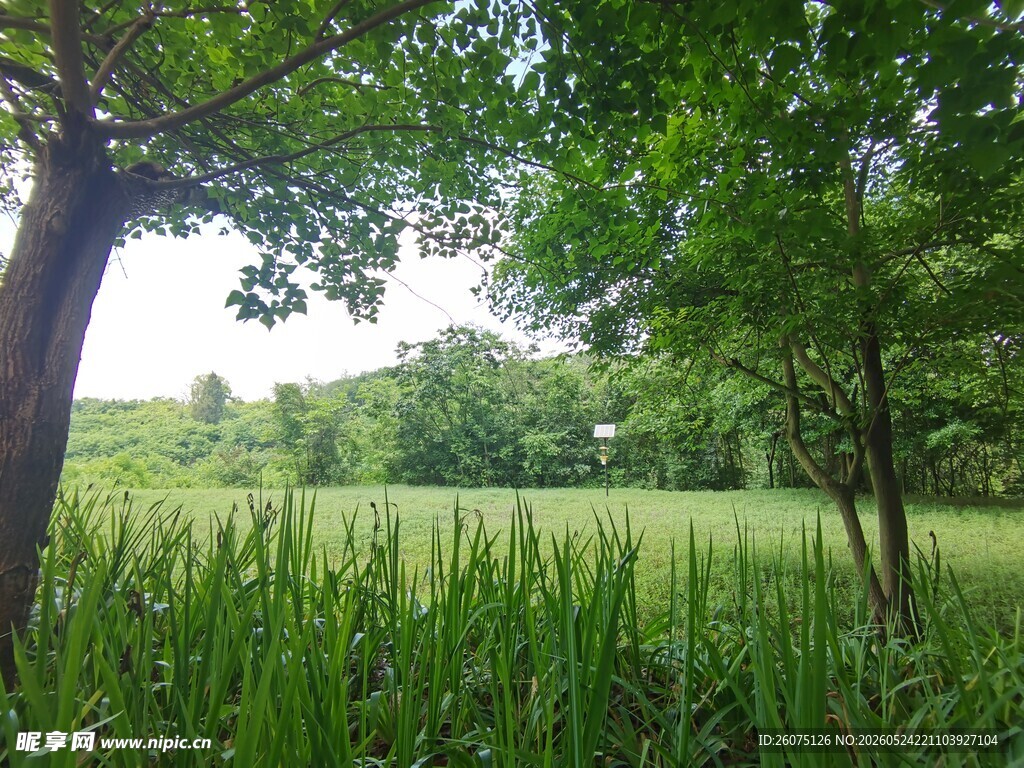 绿意盎然的林间草地