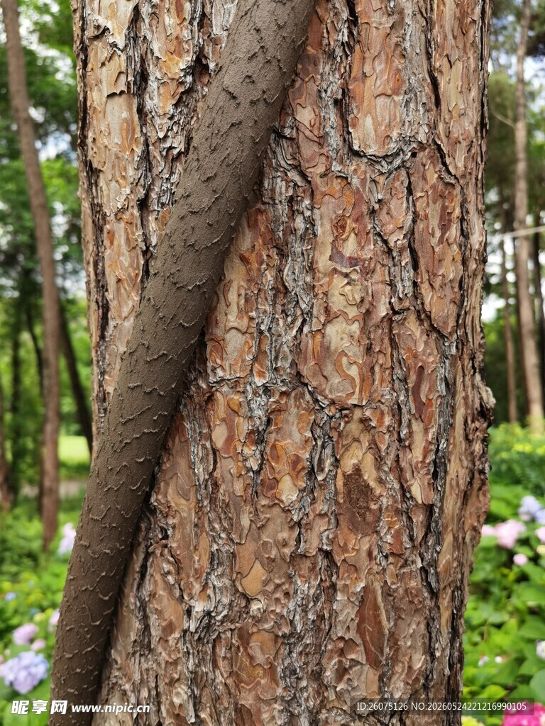 松树树干上的寄生藤蔓