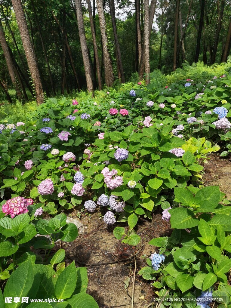 林间绣球花海