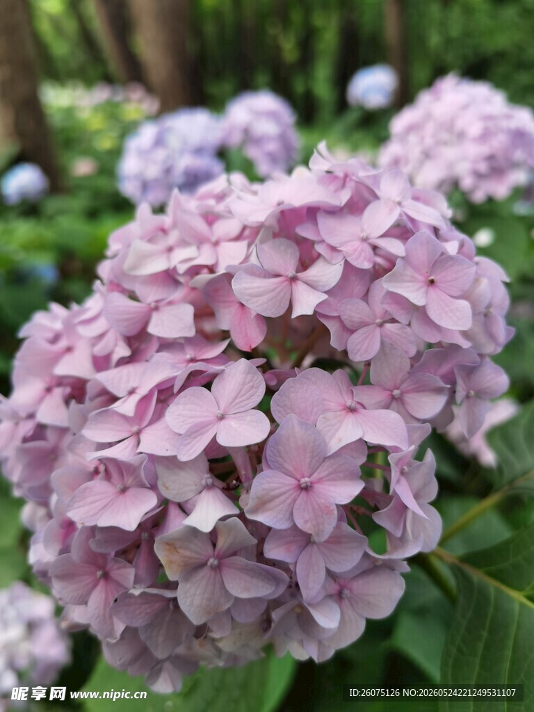 淡紫色绣球花绽放时刻