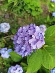 紫色绣球花绽放
