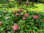 花丛绿意盎然的美丽景致