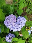 心形绣球花绽放于绿叶间