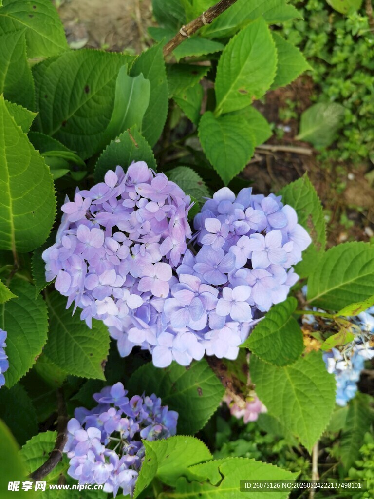 心形绣球花绽放于绿叶间