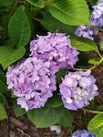 紫色绣球花绽放