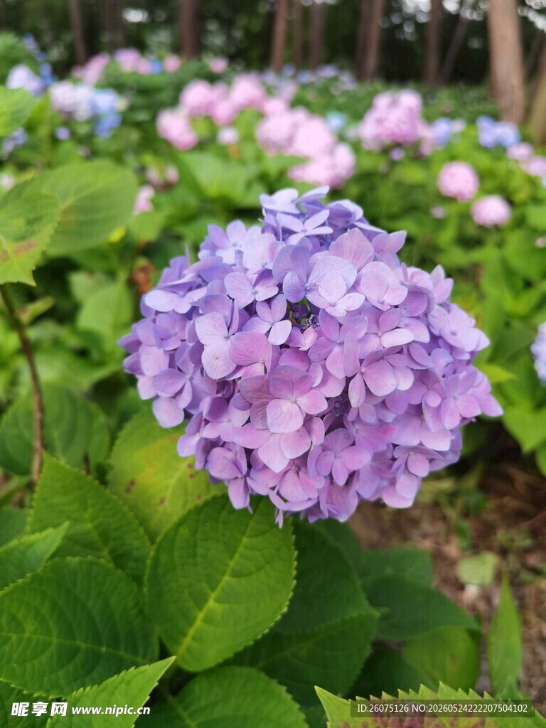 紫色绣球花绽放于绿叶间