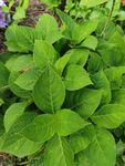 绿叶繁茂的植物
