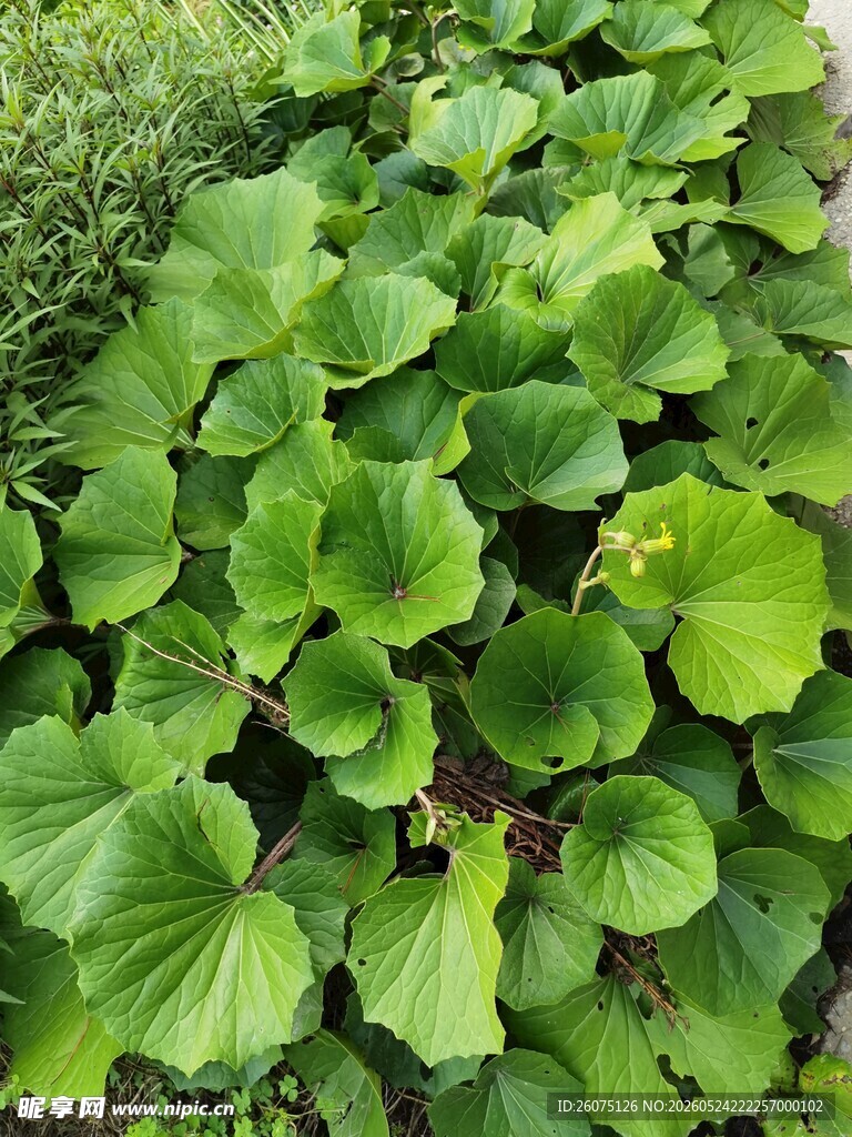 翠绿叶片的植物景观