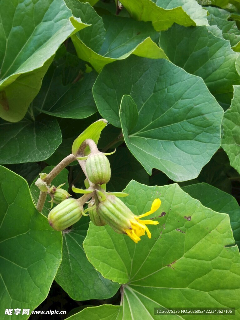 绿叶间的黄色瓜类花朵