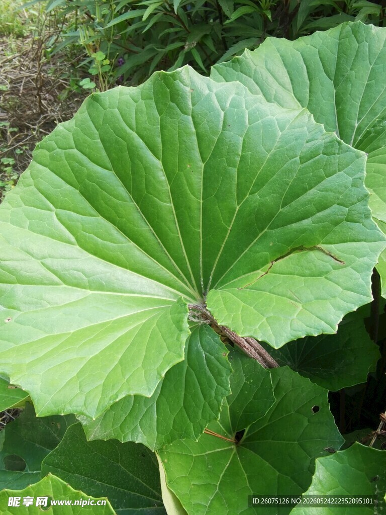 大叶片绿植特写