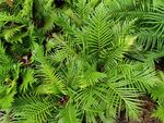 翠绿蕨类植物生机勃勃