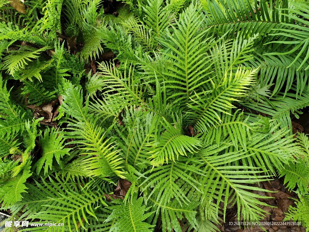 翠绿蕨类植物生机勃勃