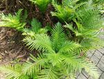 翠绿蕨类植物特写